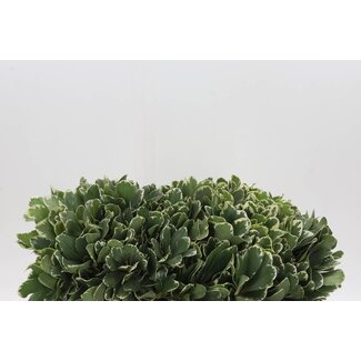 Freshy Pittosporum Tobira “Ilan” | Couleur: Vert | Longueur ± 40 centimeter | Par 50 tiges fraîches