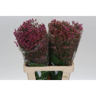 Freshy Limonium Statice Sinuata “Scarlett Diamond” | Farbe: Rosa | Länge ± 60 centimeter | Pro 25 Stiele frische Blumen
