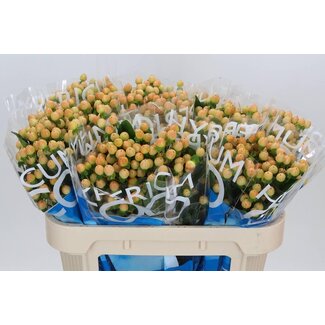 Freshy Hypericum “Coco Gelato” | Farbe: Braun | Länge ± 70 centimeter | Pro 20 frische Stiele