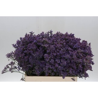 Freshy Limonium “Piuma Dark Blue” | Farbe: Lila | Länge ± 60 centimeter | Pro 25 Stiele frische Blumen