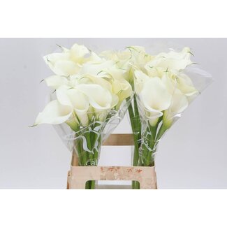 Freshy Zantedeschia Calla “Captain Ventura” | Couleur: Blanc | Longueur ± 65 centimètre | Par 10 fleurs fraîches