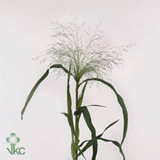 Freshy Panicum Virgatum “Fontaine” | Couleur: Vert | Longueur ± 75 centimeter | Par 50 tiges fraîches