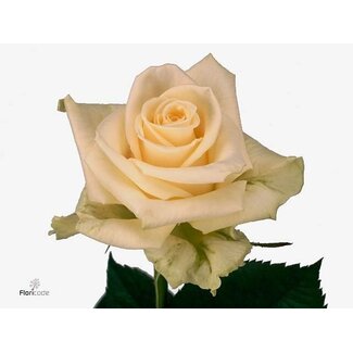 Freshy Großblütige Rose “Novia” | Farbe: Weiß Gelb | Länge ± 50 centimeter | Herkunft Ecuador | Pro 20 frische Blumen