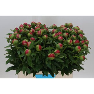 Freshy Paeonia Pfingstrose L “Flame” | Farbe: Rosa | Länge ± 60 centimeter | Pro 10 frische Blumen