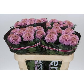 Freshy Déco Chrysanthème Chrysanthème “Playtime” | Couleur: Violet | Longueur ± 70 centimeter | Par 10 fleurs fraîches
