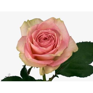 Freshy Großblumige Rose “Esperance” | Farbe: Rosa | Länge ± 80 centimeter | Herkunft Ecuador | Pro 20 frische Blumen