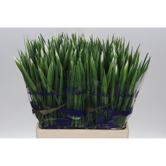 Freshy Iris “Casablanca” | Couleur: Blanc | Longueur ± 66 centimeter | Par 50 fleurs fraîches