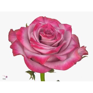 Freshy Großblütige Rose “Deep Purple” | Farbe: Rosa | Länge ± 50 Zentimeter | Herkunft Ecuador | Pro 20 frische Blumen