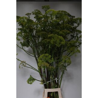 Freshy Ferrouille | Farbe: Weiß | Länge ± 110 centimeter | Pro 5 Äste