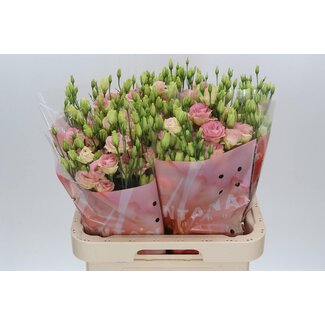 Freshy Eustoma Lisianthus Double “Rosi Champagne” | Couleur: Rose | Longueur ± 70 centimeter | Par 10 tiges fleurs fraîches