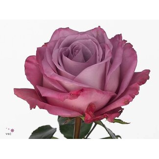 Freshy Großblütige Rose “Moody Blues” | Farbe: Violett | Länge ± 50 centimeter | Herkunft Ecuador | Pro 20 frische Blumen