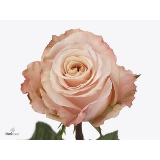 Freshy Großblütige Rose “Shimmer” | Farbe: Rosa | Länge ± 40 centimeter | Herkunft Ecuador | Pro 20 frische Blumen