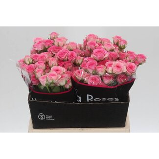 Freshy Holländische Rispenrose “Tralala” | Farbe: Rosa | Länge ± 40 centimeter | Pro 20 frische Blumen