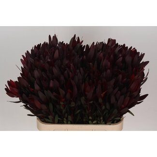 Freshy Leucadendron “Safari Sunset” | Farbe: Rot | Länge ± 80 Zentimeter | Pro 20 frische Blumen