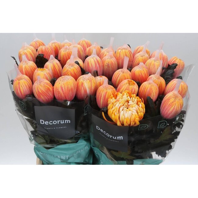 Déco Chrysanthème Chrysanth “Antonov” coloré Sunset | Couleur: Couleurs mélangées | Longueur ± 65 centimeter | Par 10 fleurs fraîches
