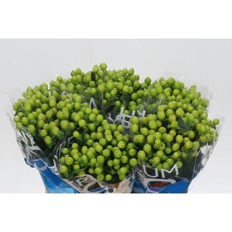 Freshy Hypericum “Coco Bamboo” | Farbe: Grün | Länge ± 40 centimeter | Pro 20 frische Stiele