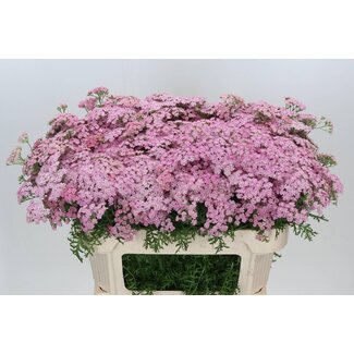 Freshy Achillea Millefolium “Doutze” | Farbe: Rosa | Länge ± 70 centimeter | Pro 20 frische Blumen