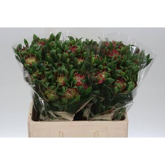 Freshy Kurze Alstroemeria “Sofiena” | Farbe: Rosa | Länge ± 60 centimeter | Pro 20 Stiele frische Blumen