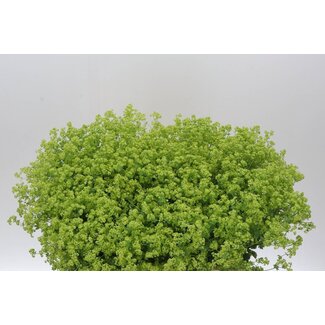 Freshy Alchemilla Mollis Alchémille “Robustica” | Couleur: Vert | Longueur ± 60 centimeter | Par 50 tiges de fleurs fraîches