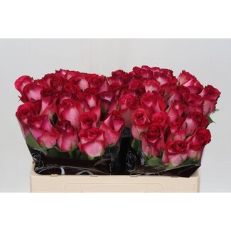 Freshy Rosen “Nicoletta” | Farbe: Rosa | Länge ± 50 centimeter | Pro 10 Rosen