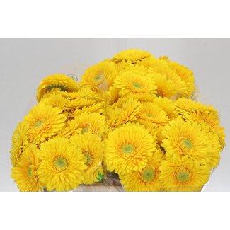 Freshy Gerbera Pomponi Aqua “Sunlight” | Couleur: Jaune | Longueur ± 50 centimeter | Par 20 fleurs fraîches