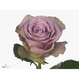 Freshy Großblütige Rose “Tiara” | Farbe: Lila | Länge ± 50 centimeter | Herkunft Ecuador | Pro 20 frische Blumen
