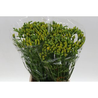 Freshy Freesia à fleurs doubles “Boulevard” | Couleur: Jaune | Longueur ± 55 centimeter | Par 50 fleurs fraîches