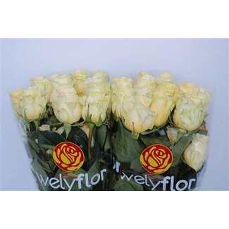 Freshy Rose de luxe “Creme De La Creme” | Couleur: Orange | Longueur ± 50 centimeter | Par 25 fleurs fraîches