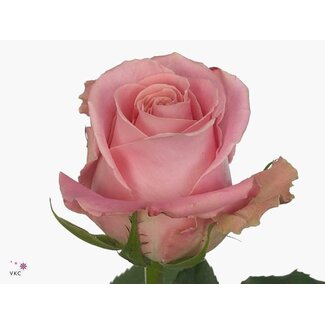Freshy Rose grandiflore “Hermosa” | Couleur: Rose | Longueur ± 50 centimeter | Origine Ecuador | Par 20 fleurs fraîches