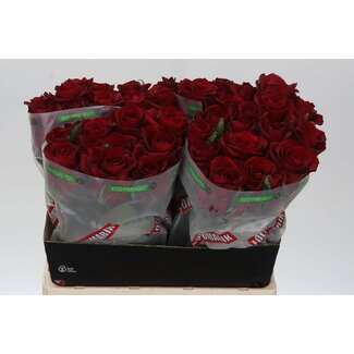 Freshy Rosen “Ever Red” | Farbe: Rot | Länge ± 60 centimeter | Pro 10 Rosen