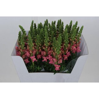 Freshy Antirrhinum Löwenmaul “Maryland Pink” | Farbe: Rosa | Länge ± 70 centimeter | Pro 10 Stiele frische Blumen