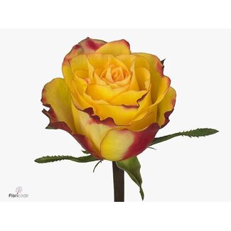 Freshy Großblütige Rose “Newsflash” | Farbe: Gelb | Länge ± 40 centimeter | Herkunft Ecuador | Pro 20 frische Blumen