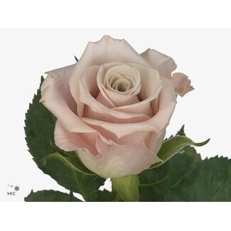 Freshy Rose à grandes fleurs “Menta” | Couleur: Rose | Longueur ± 50 centimeter | Origine Équateur | Par 20 fleurs fraîches