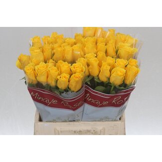 Freshy Roses “Momentum” | Couleur: Jaune | Longueur ± 40 centimeter | Par 20 roses