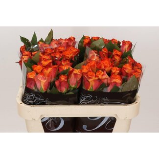 Freshy Roses “Mariyo” | Couleur: Orange | Longueur ± 70 centimeter | Par 20 roses