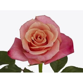 Freshy Grootbloemige Roos “Helene” | Kleur: Roze | Lengte ± 50 centimeter | Herkomst Ecuador | Per 20 verse bloemen