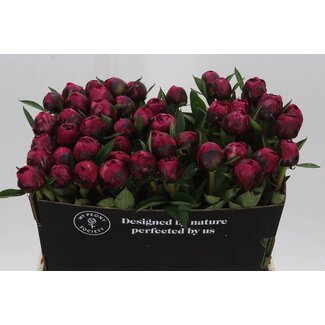 Freshy Paeonia Pivoine L “Kansas” | Couleur: Rose | Longueur ± 60 centimeter | Par 10 fleurs fraîches
