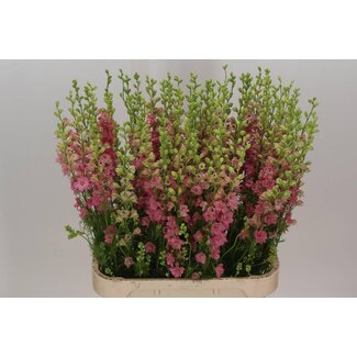 Freshy Consolida Rittersporn “Q Rose” | Farbe: Rosa | Länge ± 90 centimeter | Pro 10 Stiele frische Blumen