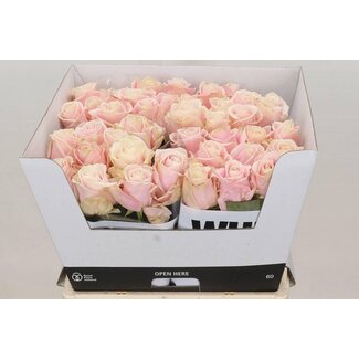 Freshy Roses “Sweet Avalanche” | Couleur: Rose | Longueur ± 60 centimeter | Par 10 roses