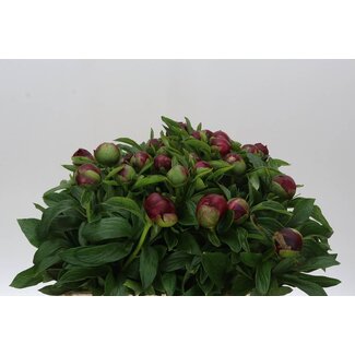 Freshy Paeonia Pfingstrose L “Red Charm” | Farbe: Rot | Länge ± 55 centimeter | Pro 5 frische Blumen