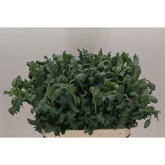 Freshy Papaver Orientale “Pizzicato” Biologisch | Farbe: Gemischte Farben | Länge ± 80 centimeter | Pro 10 frische Blumen