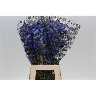 Freshy Delphinium “Donna” | Farbe: Blau | Länge ± 70 centimeter | Pro 10 Stiele frische Blumen