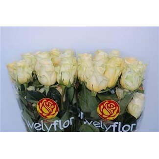 Freshy Luxus-Rose “Creme De La Creme” | Farbe: Orange | Länge ± 60 centimeter | Pro 25 frische Blumen