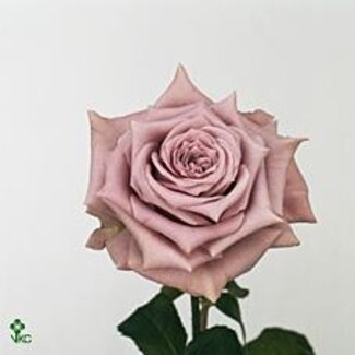 Freshy Großblütige Rose “Avant Garde” | Farbe: Lila | Länge ± 50 centimeter | Herkunft Ecuador | Pro 20 frische Blumen