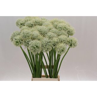 Freshy Allium Sierui “White Giant” | Farbe: Weiß | Länge ± 85 centimeter | Pro 10 Stielen frische Blumen