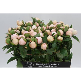 Freshy Paeonia Pioenroos L “Festiva Maxima” | Couleur: Blanc | Longueur ± 60 centimètre | Par 10 fleurs fraîches