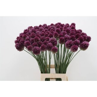 Freshy Allium Sphaerocephalon Kugellauch | Farbe: Lila | Länge ± 80 centimeter | Pro 20 Stiele frische Blumen