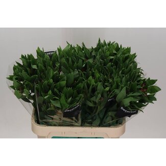 Freshy Alstroemeria “Nadya” | Farbe: Rot | Länge ± 75 centimeter | Pro 10 Stiele frische Blumen