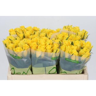 Freshy Roses “Moonwalk” | Couleur: Jaune | Longueur ± 50 centimeter | Par 20 roses