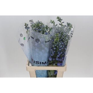 Freshy Delphinium Elatum “Guard Blue” | Farbe: Blau | Länge ± 70 centimeter | Pro 10 Stängel frische Blumen